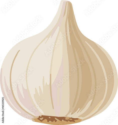 Whole garlic bulb vector illustration, isolated on white background, organic spice and cooking ingredient, fresh aromatic vegetable perfect for kitchen and food design