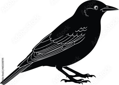 Black bird illustration vector image of a common starling