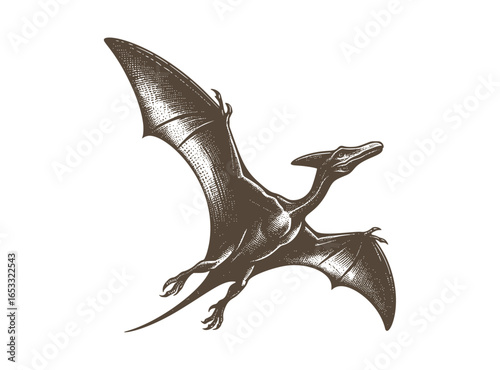 Pteranodon Pterodactyl Flying Reptile In Vintage Engraving Style Retro Vector Of Prehistoric Ancient Dinosaur Animal