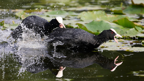 Eurasian coot (Fulica atra)
