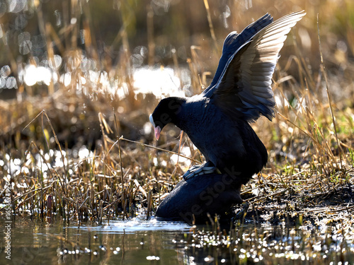 Eurasian coot (Fulica atra)