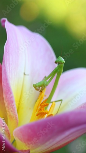 Close-up of a green mantis on a pink and yellow lily