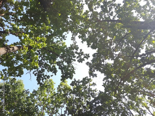 oak tree branches