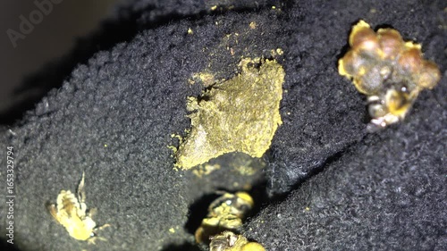 A close-up macro photograph captures several fuzzy bumblebees clustered around yellow pollen balls against a dark, textured background.