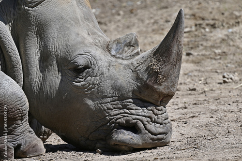 Southern white rhino (Ceratotherium simum simum)
