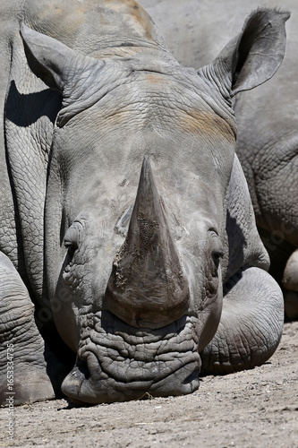 Southern white rhino (Ceratotherium simum simum)