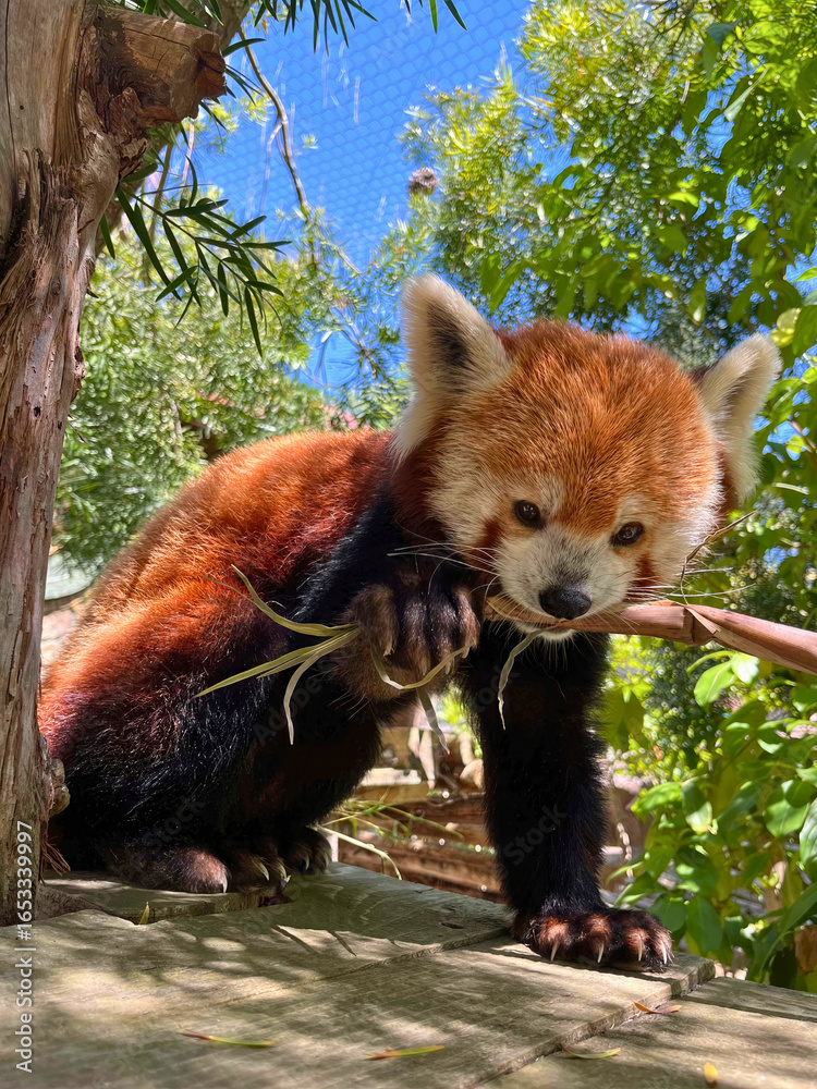 Fototapeta premium Red Panda Biting Branch