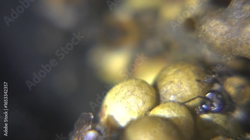 A close-up macro photograph captures several fuzzy bumblebees clustered around yellow pollen balls against a dark, textured background.