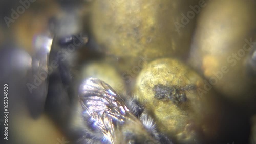 A close-up macro photograph captures several fuzzy bumblebees clustered around yellow pollen balls against a dark, textured background.