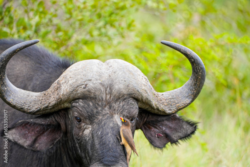 Принти на полотні A close-up of a Cape buffalo standing in tall grass with a red-billed oxpecker bird perched on its face