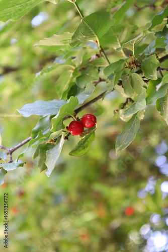 red currant bush