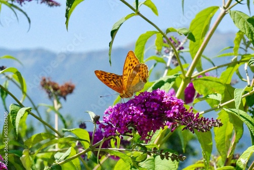 Schmetterling