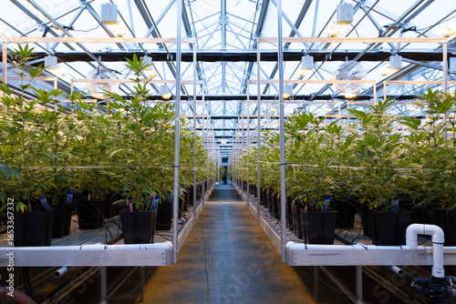 Greenhouse Cultivation