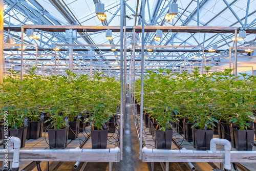 Greenhouse Cultivation