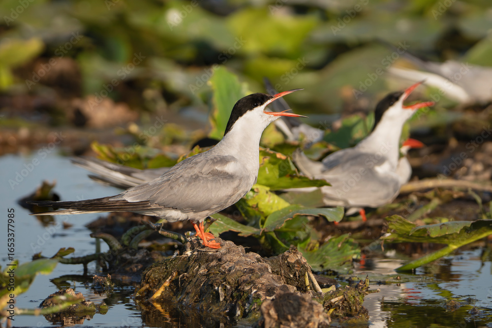 Obraz premium Two Common Terns - Sterna hirundo perched on muddy patch among green water lilies in the Danube Delta in Romania. Two birds are calling with its beak open.