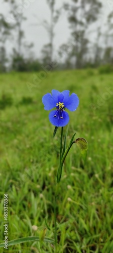 blue flowers in the forests 