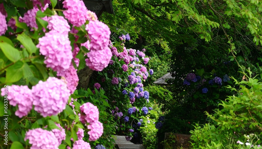 Obraz premium Hydrangea blossoms in a garden path