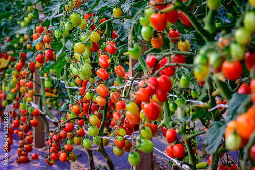 Fresh ripe red and green cherry tomatoes growing on branches in greenhouse, organic farming and agriculture background, healthy natural vegetables harvest, eco food production, nutrition and gardening
