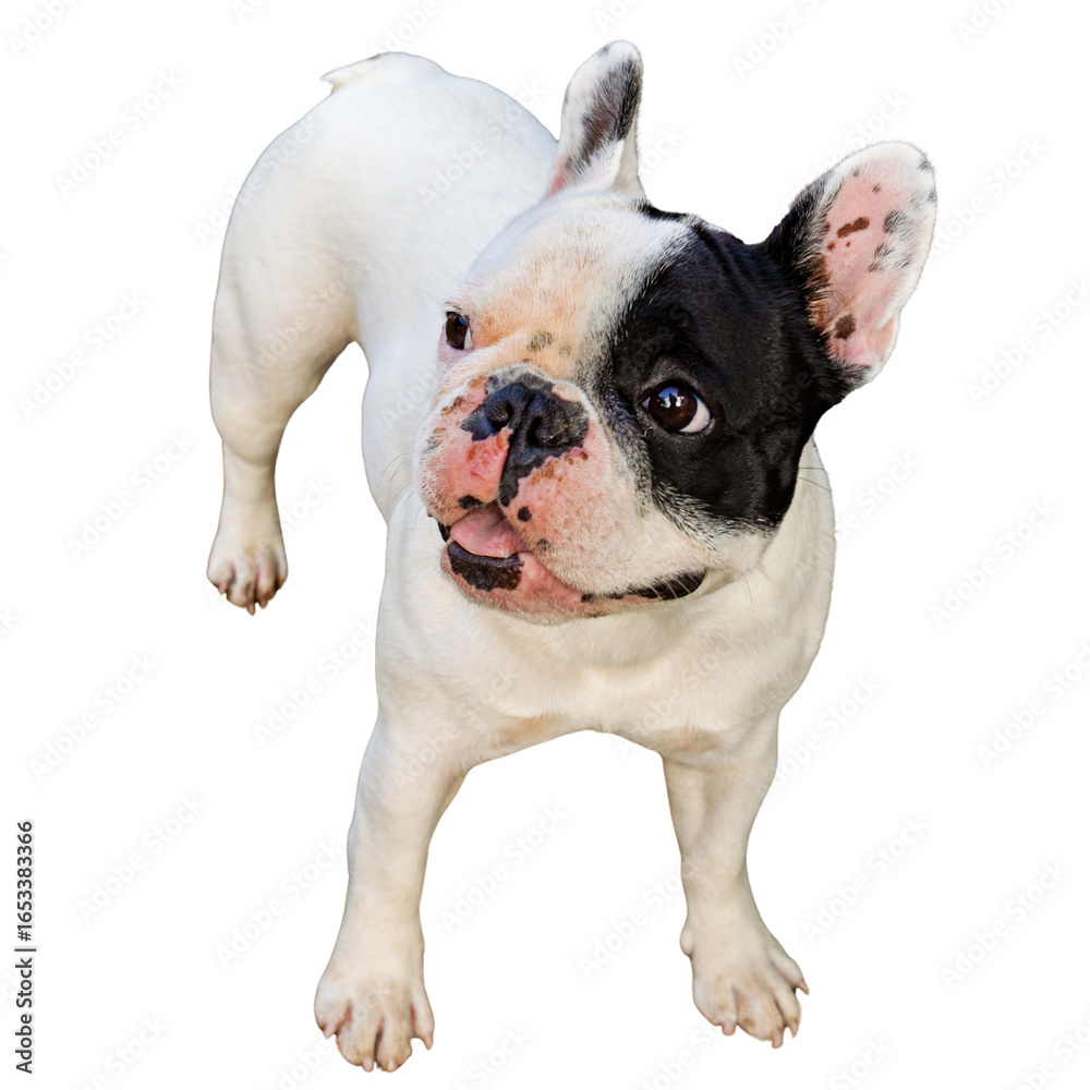 Fototapeta premium French Bulldog standing and looking playful on a transparent background