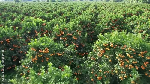 Lush orchard of lychee trees