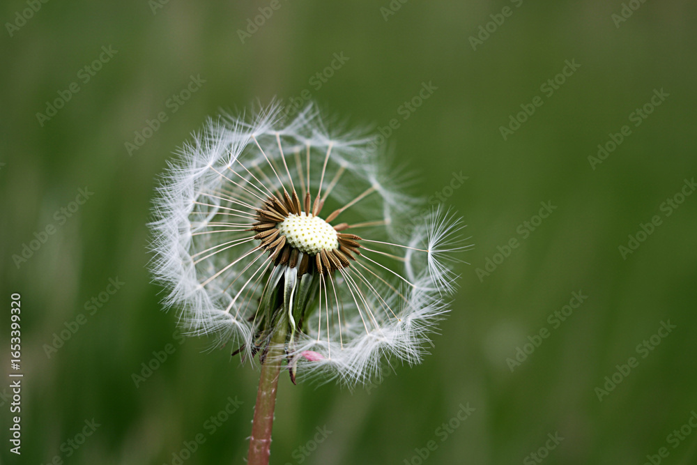 Fototapeta premium Close up of a dandelion flower with seeds ready to be blown away in a green field nature background