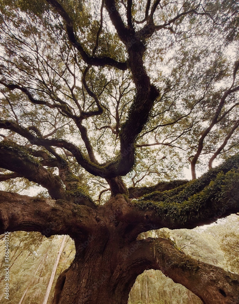 Obraz premium Angel Oak Tree