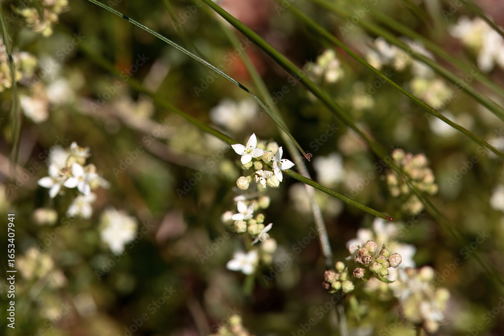 Inflorescence of a heath bedstraw, Galium saxatile Inflorescence of a heath bedstraw, Galium saxatile
