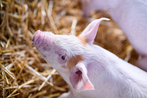 Adorable Pink Piglet Resting on Straw Bedding In Close Up Detailed Shot Capturing the Cute Farm Animal with Soft Warm Daylight and Natural Hues in a Rural Countryside Setting