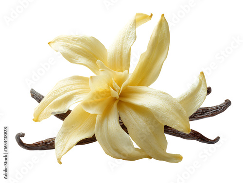 vanilla flowers bloom with yellowish petals,nature,beauty