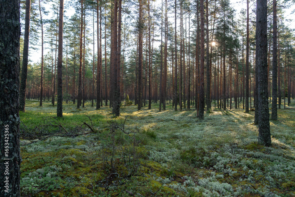 Fototapeta premium beautiful morning in the forest with the Sun
