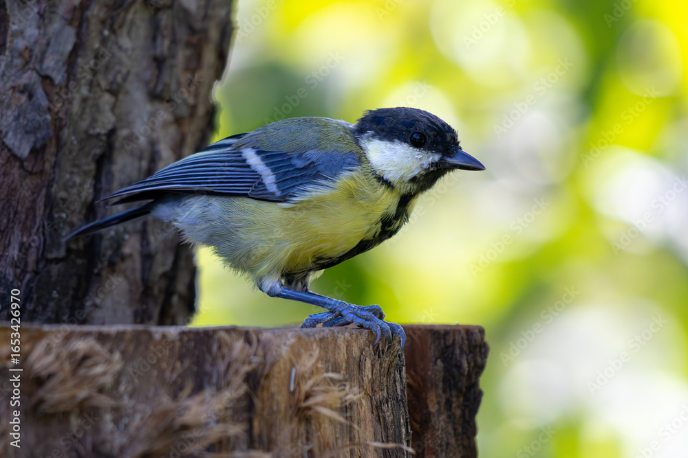 Fototapeta premium great tit parus major