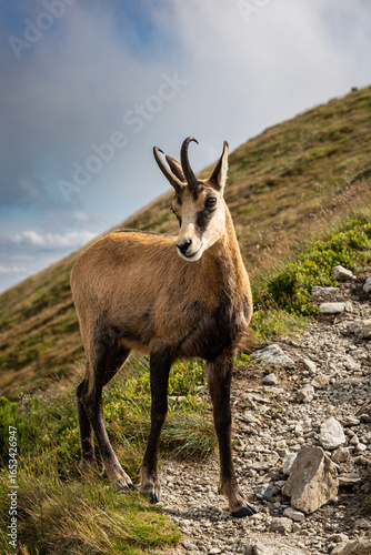 Fototapeta Naklejka Na Ścianę i Meble -  kozica górska
