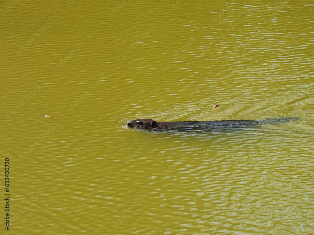 Obraz premium A beaver swimming within the wetland waters of the Bombay Hook National Wildlife Refuge, Kent County, Delaware. 