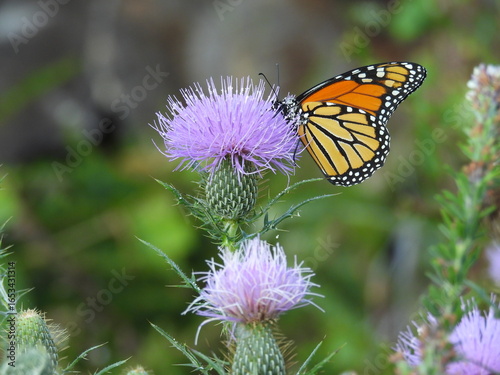 A monarch butterfly sipping nectar from a field thistle, wildflower. Bombay Hook National Wildlife Refuge, Kent County, Delaware.