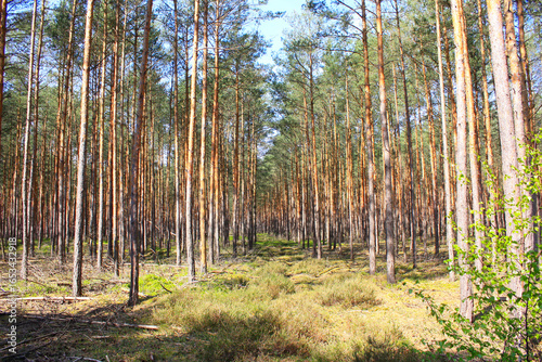 Typical Pine Forest of Brandenburg, Germany
