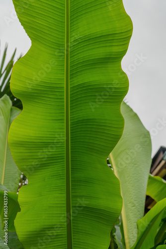 lush green leaves in a tranquil swiss garden, capturing the essence of nature's beauty