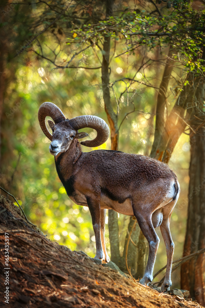 Ταπετσαρία Wild Mouflon of Cyprus in the Troodos Mountains