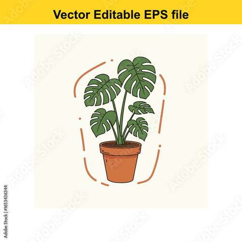 Monstera deliciosa plant in a terracotta pot, isolated on white background