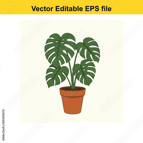Monstera deliciosa houseplant in a terracotta pot, isolated on white background