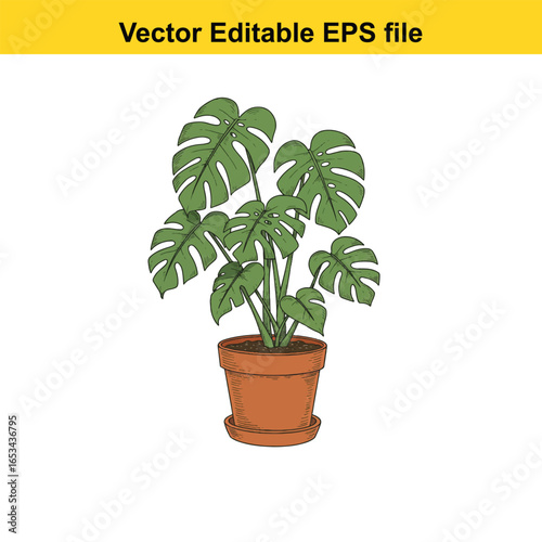 Monstera deliciosa plant in a terracotta pot, isolated on white background