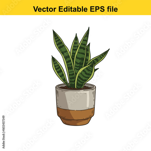 Snake plant sansevieria trifasciata in a twotone pot, isolated on white background