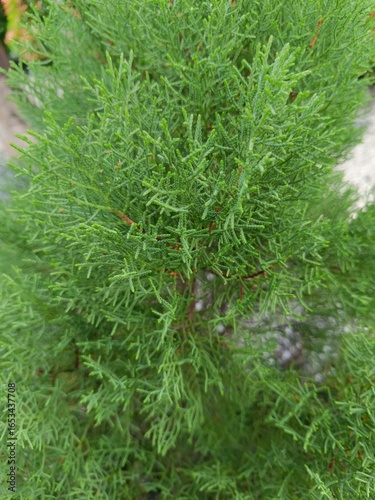 Photos Lush green Cypress tree foliage texture
