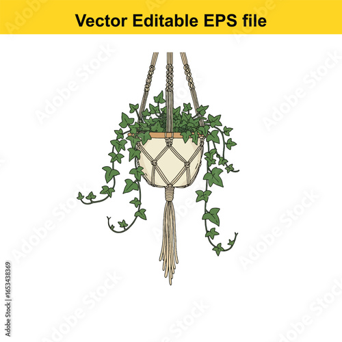 Hanging ivy plant in macrame hanger with tassel isolated on white background
