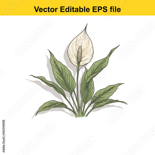Peace lily plant with white flower and green leaves, isolated on white background