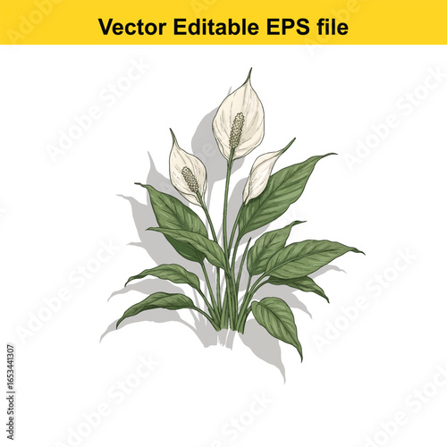 Peace lily plant with white flowers and green leaves, isolated on white background