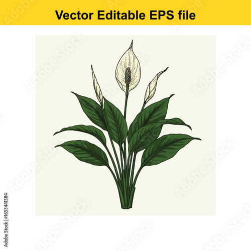 Peace lily plant with white flower and green leaves, isolated on white background