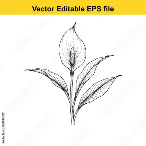 Peace lily plant with white flower and green leaves, isolated on white background