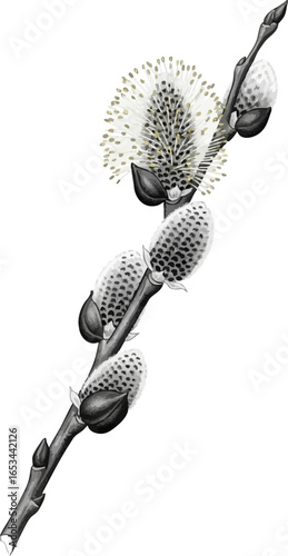 A Blooming Pussy Willow Branch