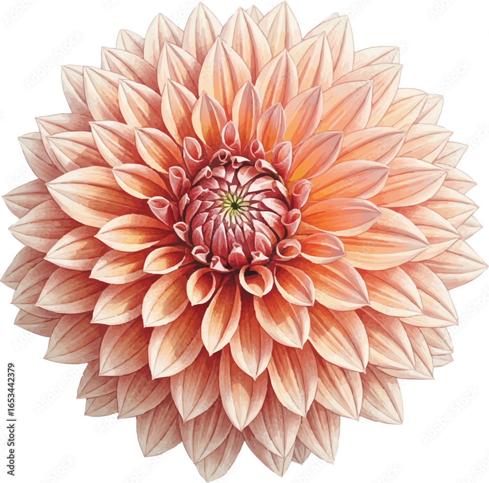 Fototapeta premium A Dinner-Plate Dahlia