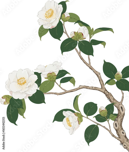 A Branch of a White Camellia Tree